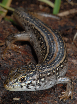 Coventrys Skink